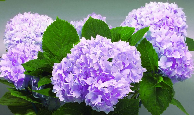 Hortensie `Cameroun`