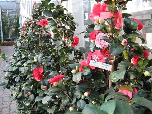Camelia japonica
