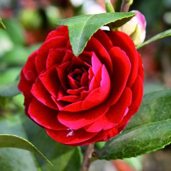 <img title="" alt="" src="http://media.seitenbox.de/p/645/images/big/4d89df6d-1fa8-42ae-9f94-383957e62c34.jpg"/> c2