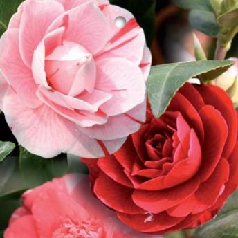 <img title="" alt="" src="http://media.seitenbox.de/p/645/images/big/4d89dfd5-5de8-474a-b732-3c0b57e62c34.jpg"/> c4