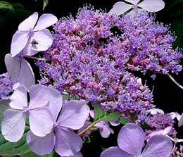 Hortensie `Bluebird`