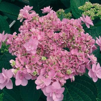 Hortensie `You and Me Forever`