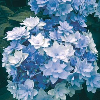 Hortensie `You and Me Romance`