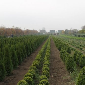 Kirschlorbeer Bux Thuja