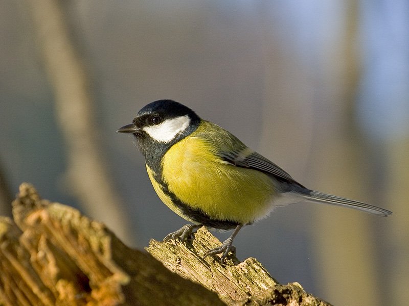 <img title="" alt="" src="http://media.seitenbox.de/p/85/images/big/513cfbc3-ffc8-420c-bf96-489157e62c34.jpg"/> Eine Meise fliegt im Frühling!